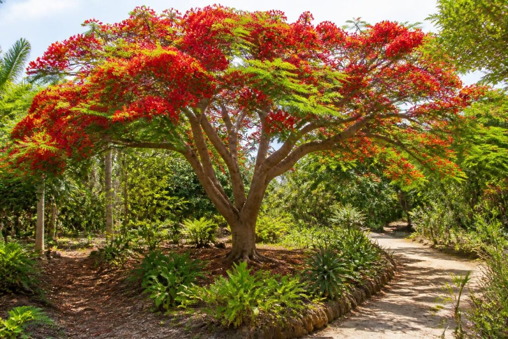 découvrez comment cultiver le delonix regia, cet arbre flamboyant, dans votre jardin écologique en suivant nos conseils pratiques pour un entretien naturel et respectueux de l'environnement.