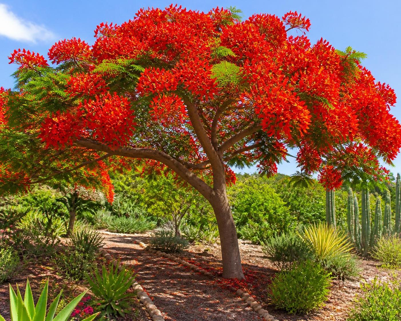 découvrez comment cultiver le delonix regia, l'arbre flamboyant, dans votre jardin écologique avec nos conseils pratiques pour un beau feuillage et des fleurs éclatantes.