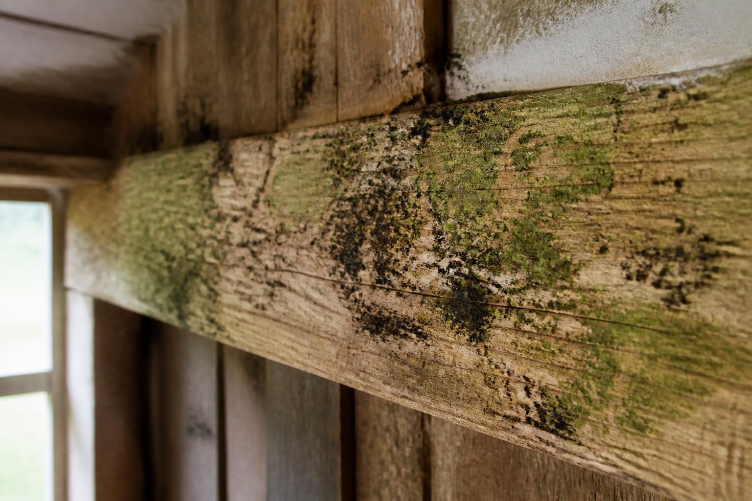 découvrez comment enlever la moisissure sur le bois grâce à des solutions naturelles efficaces pour un traitement durable et respectueux de l'environnement.
