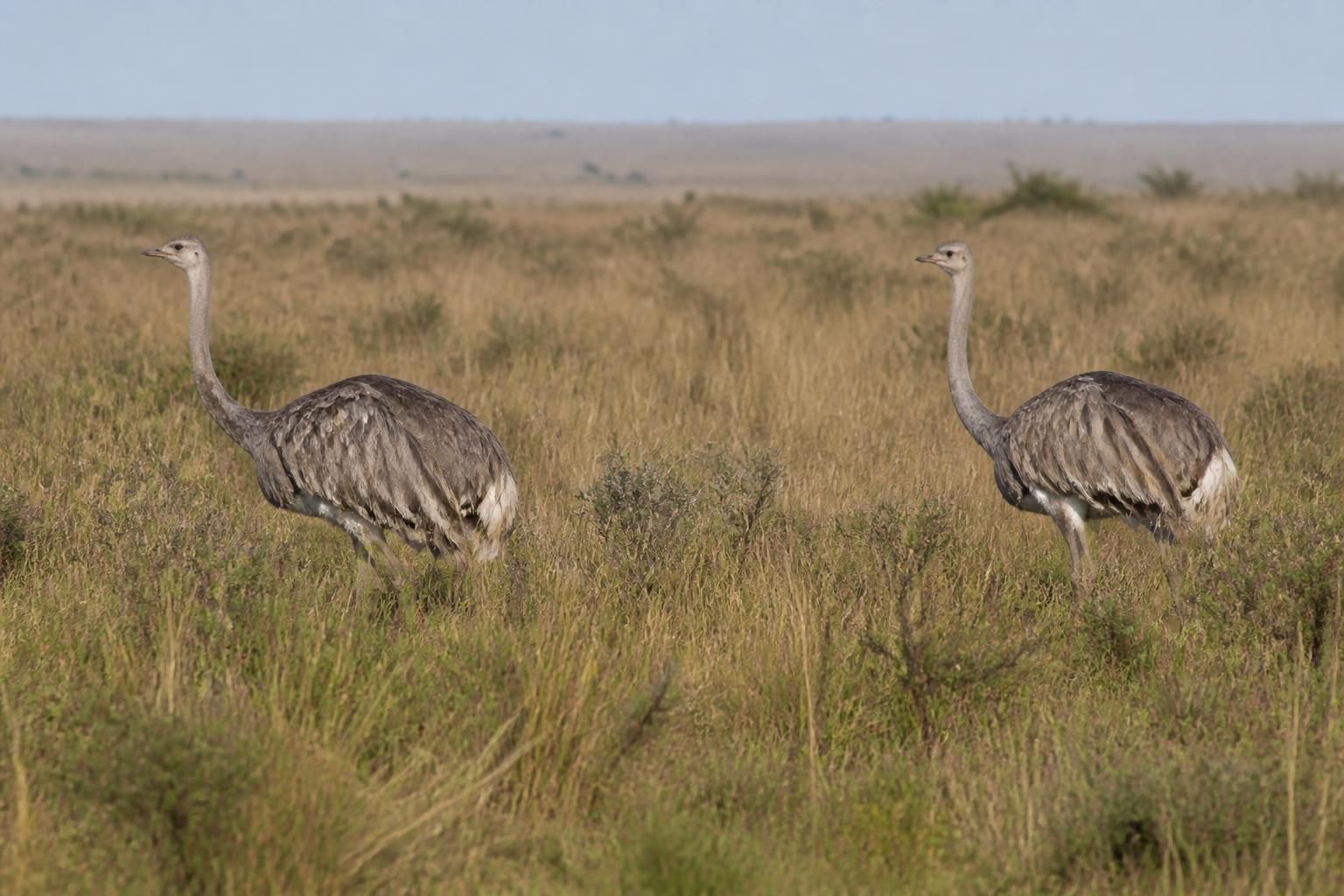 découvrez les nandous, ces oiseaux fascinants capables de s’adapter parfaitement à nos jardins écologiques. apprenez comment ils contribuent à la biodiversité locale et embellissent nos espaces verts.